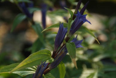 Gentiana asclepiadeaZijdeplantgentiaan bestellen